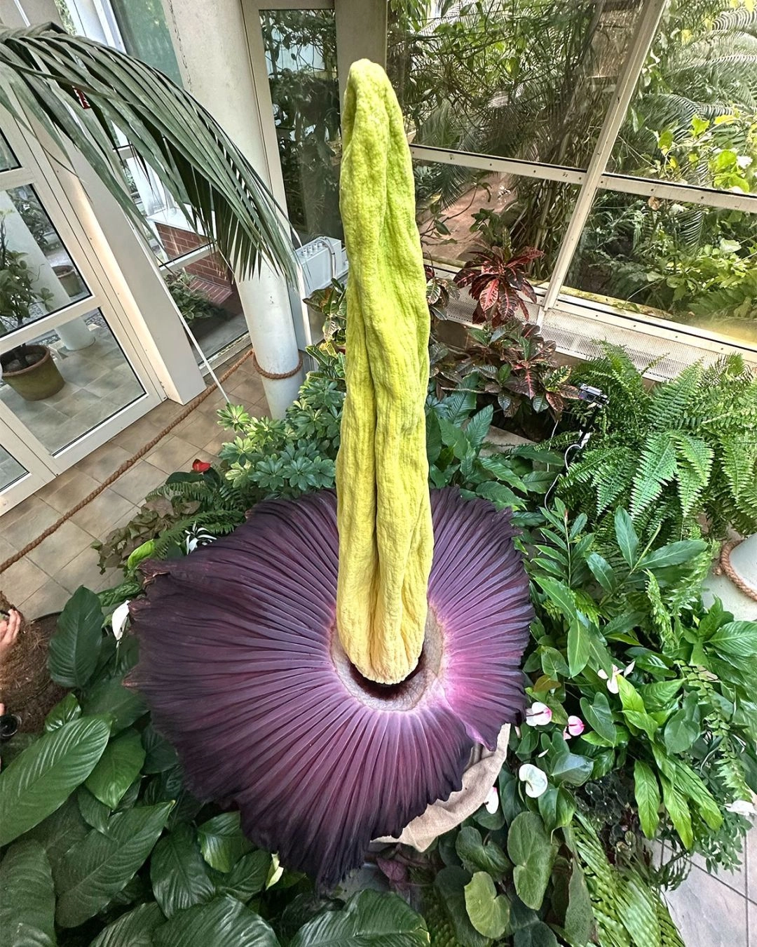 Dziwidło Ogród Botaniczny UW
