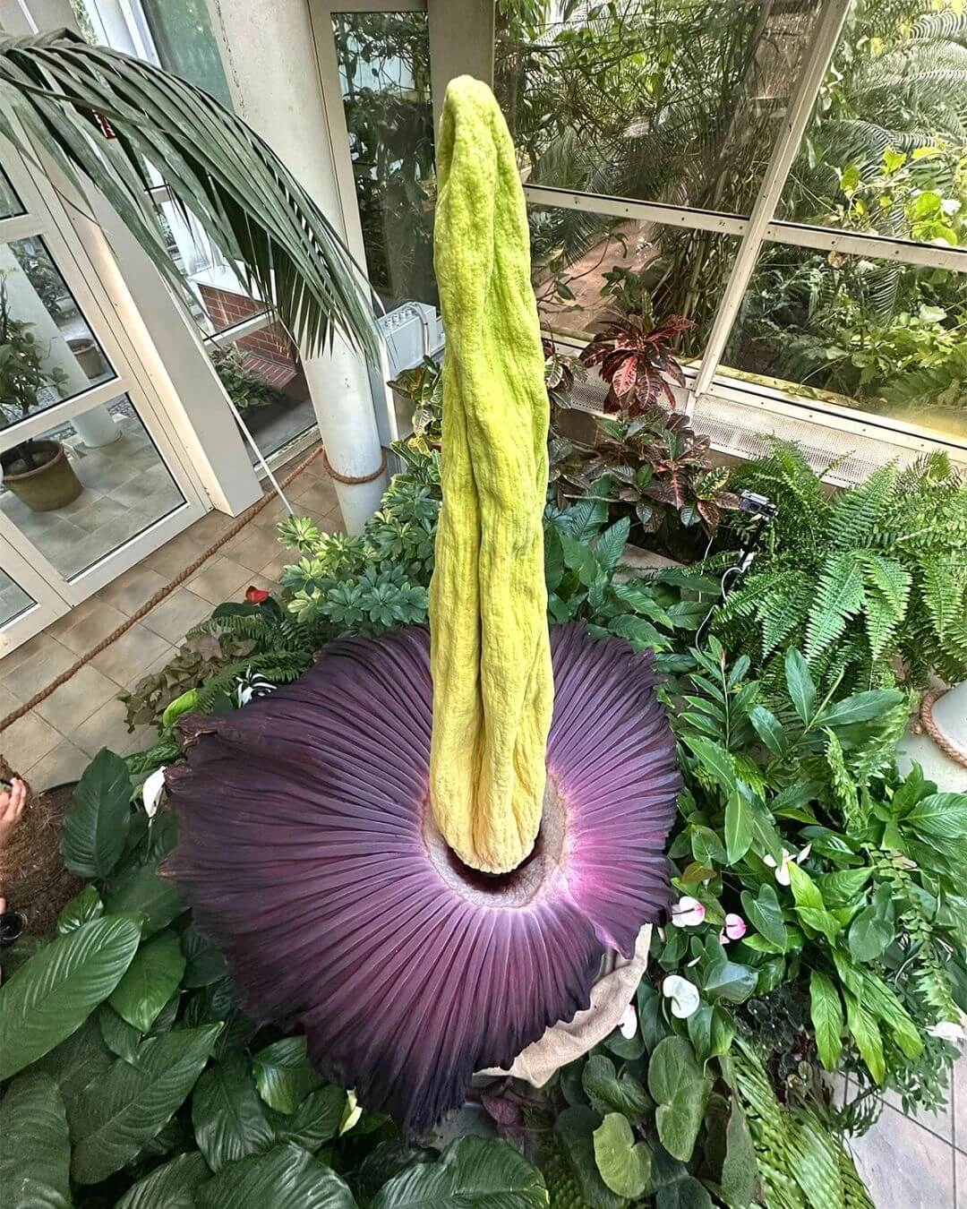 Dziwidło Ogród Botaniczny UW