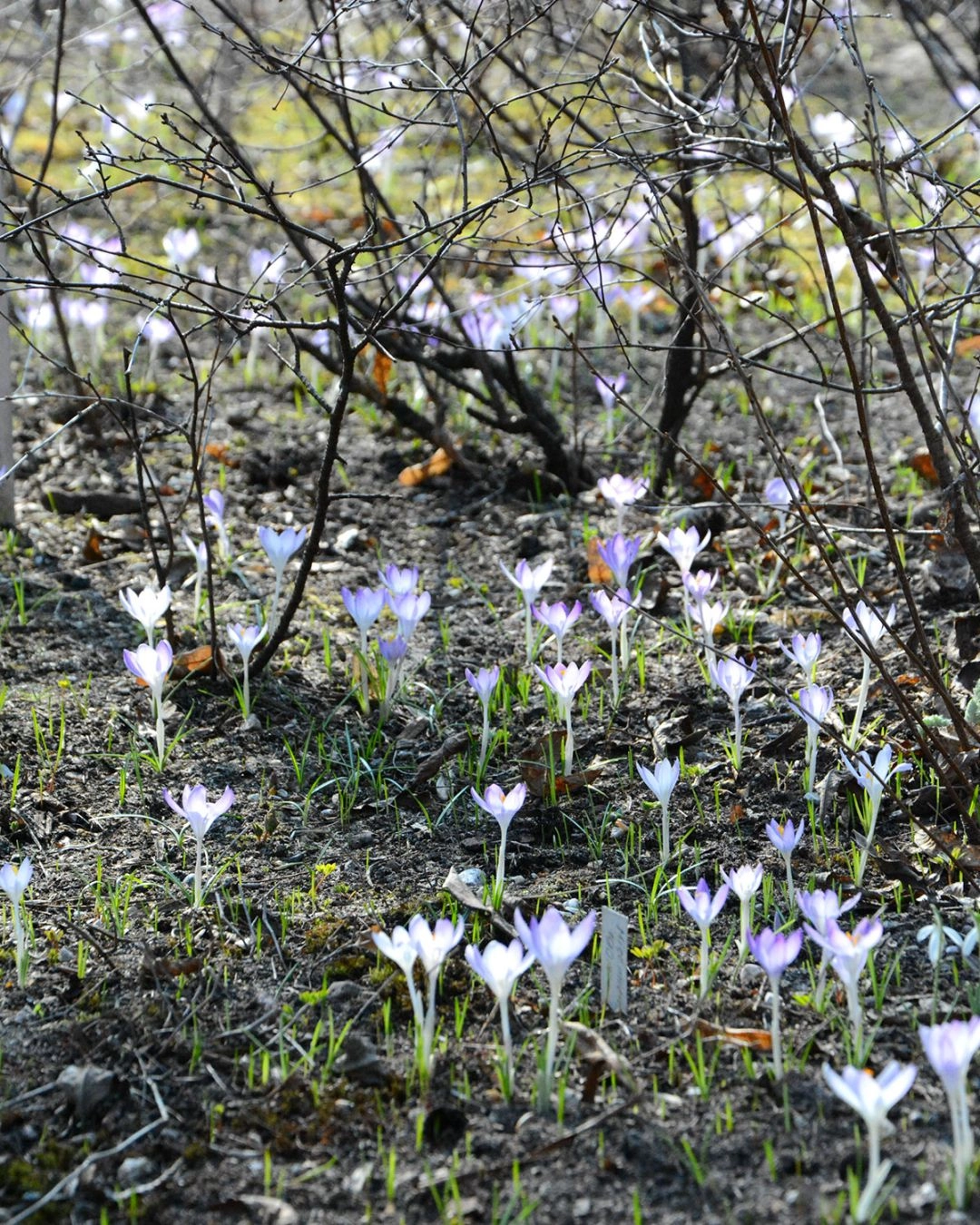 Krokusy w Ogrodzie Botanicznym Uniwersytetu Warszawskiego rosnące między krzewami wczesną wiosną.