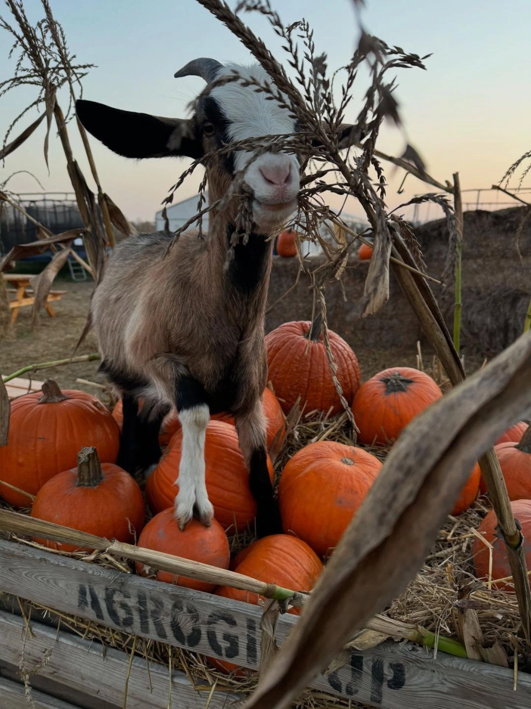 Magic Pumpkin Farma Dyniowa