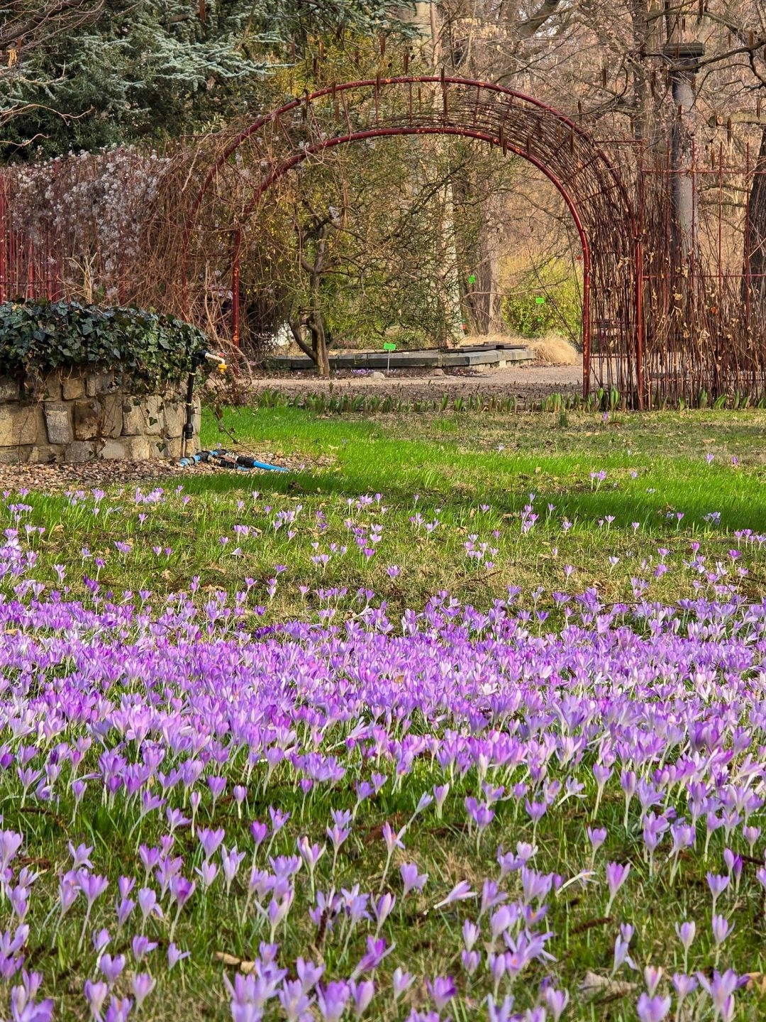 Krokusy kwitnące na trawniku w Ogrodzie Botanicznym we Wrocławiu na początku wiosny.