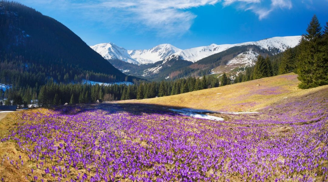 Krokusy na Polanie Chochołowskiej w Tatrach, w tle ośnieżone szczyty i wiosenne polany.