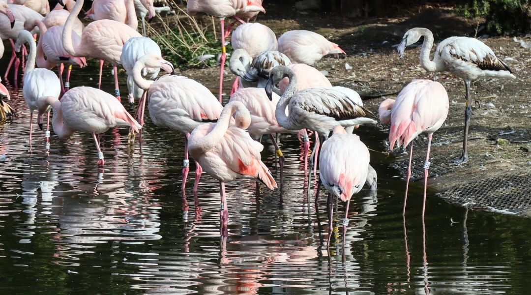 Stado różowych flamingów brodzących w płytkim zbiorniku wodnym w Ogrodzie Zoologicznym w Opolu.