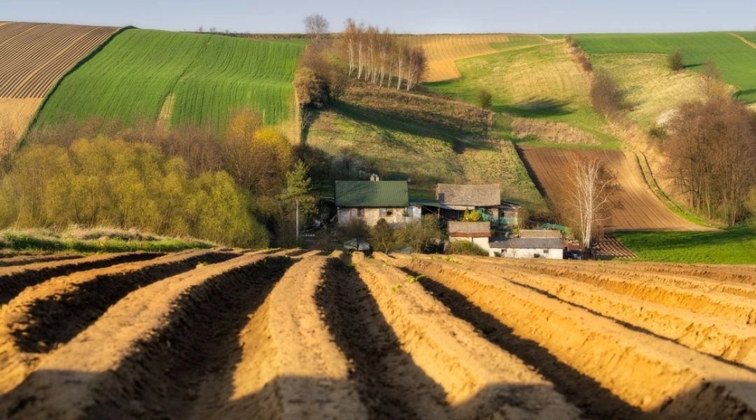 Falujące pola i lessowe wzgórza Ponidzia w zachodzącym słońcu.