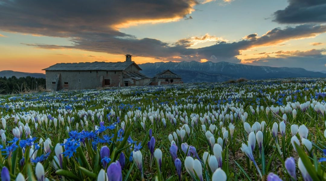 Krokusy na alpejskiej łące w Trentino wiosną z widokiem na góry i starą górską zabudowę.