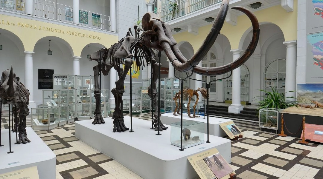 Szkielet mamuta na wystawie w Muzeum Geologicznym w Warszawie.