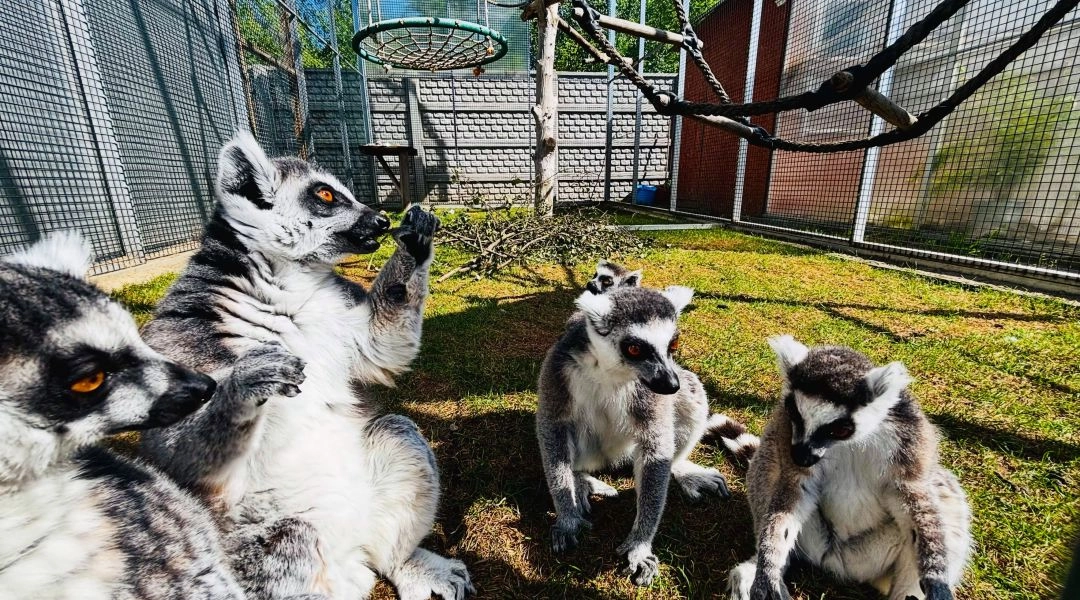 Lemury siedzą w wybiegu na terenie rodzinnej farmy z mini zoo.