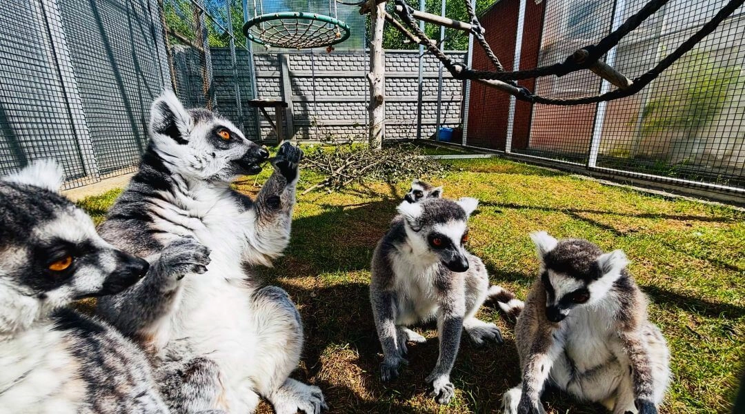 Lemury siedzą w wybiegu na terenie rodzinnej farmy z mini zoo.