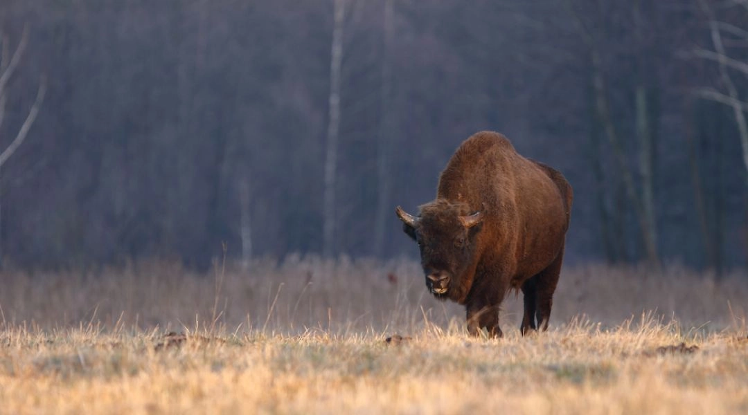 Białowieski Park Narodowy