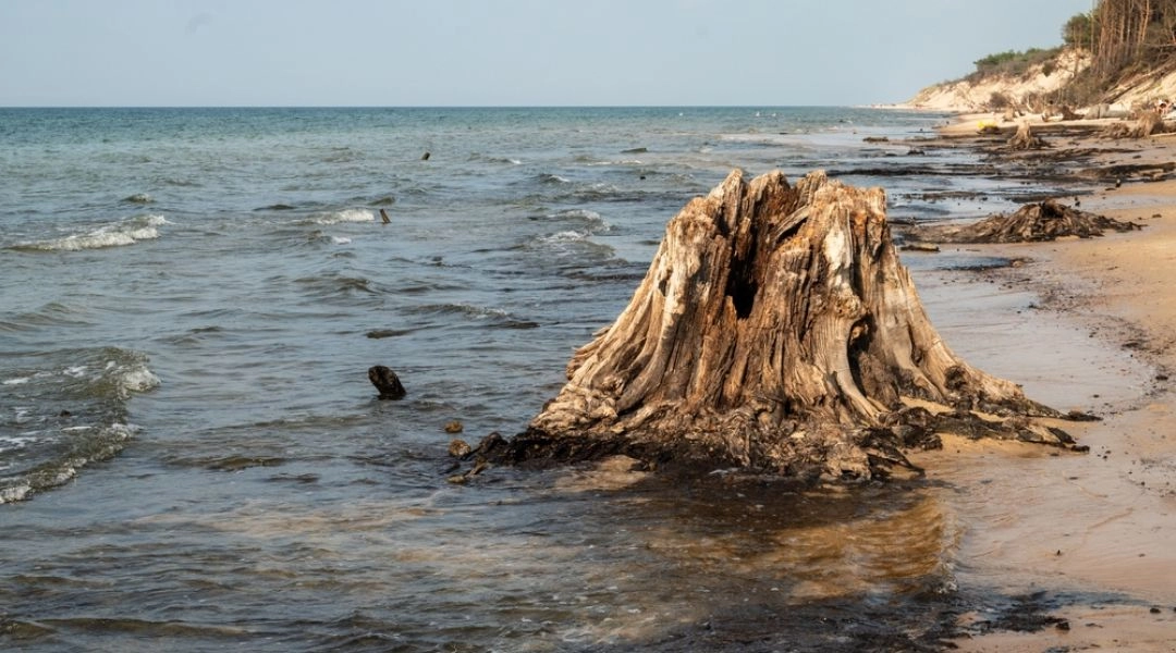 Zatopiony las nad Bałtykiem i pień drzewa odsłonięty na plaży po sztormie.