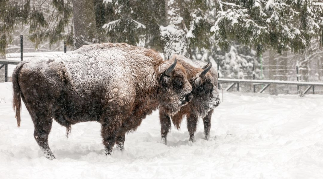 Żubry stojące na śniegu w Puszczy Białowieskiej zimą.
