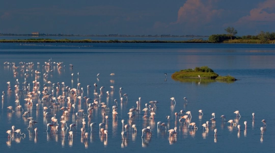Flamingi brodzą w płytkiej wodzie Delty Padu w regionie Emilia-Romania.