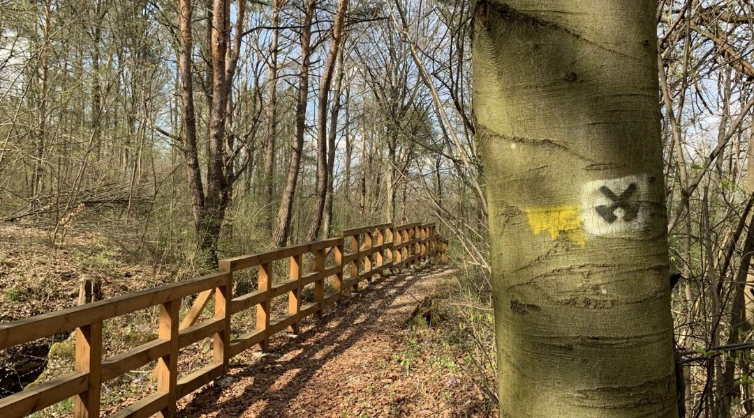 Rezerwat Moczydło ścieżka edukacyjna, las w okolicach Kielc.