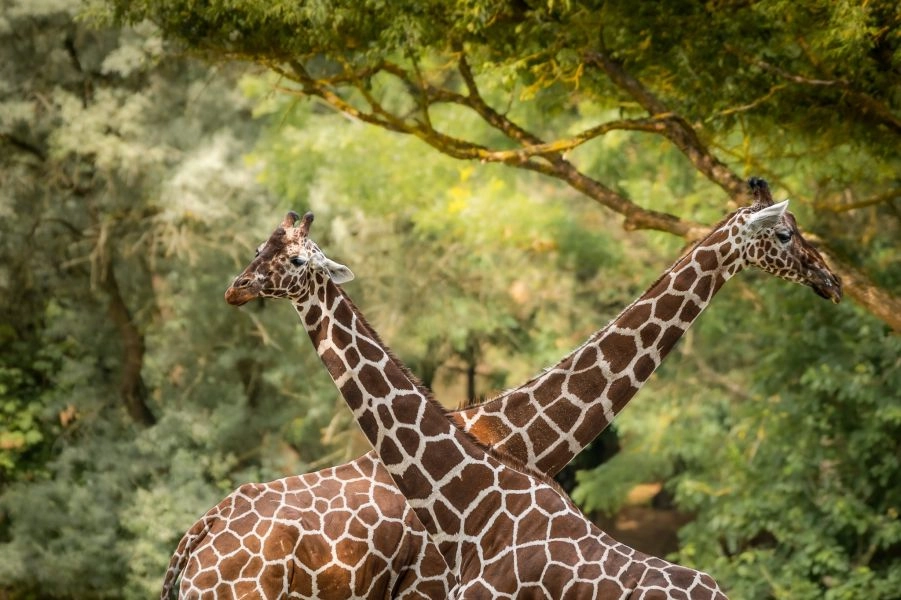 Safari Park w Czechach