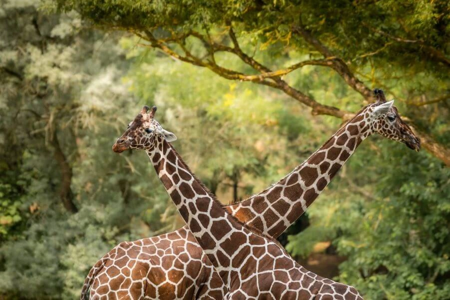 Safari Park w Czechach