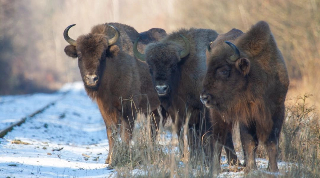 Żubry w Puszczy Białowieskiej stojące na leśnej ośnieżonej drodze