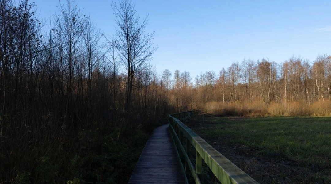 Drewniana kładka na terenie Bagna Całowanie wśród torfowisk, trzcin i niskich drzew.