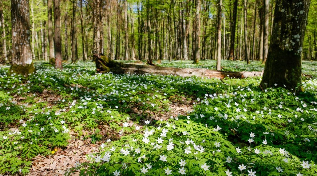 Leśne runo w Puszczy Białowieskiej pokryte białymi wiosennymi kwiatami pod wysokimi drzewami.