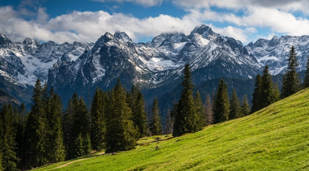 Zielona Rusinowa Polana w Tatrach, otoczona świerkowym lasem, z panoramą ośnieżonych górskich szczytów.