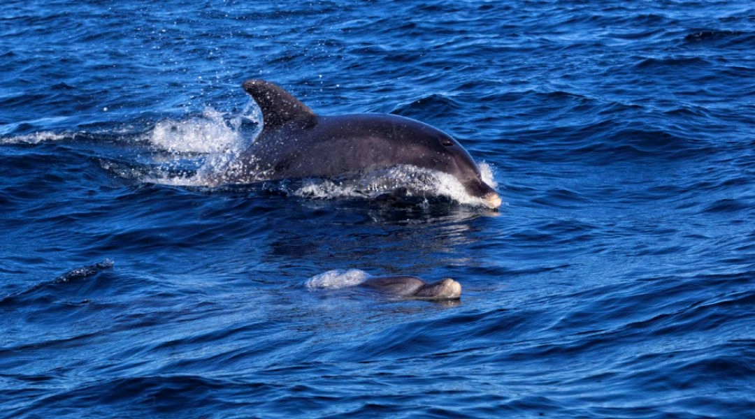 Delfiny butlonose pływające w Oceanie Atlantyckim u wybrzeży Algarve