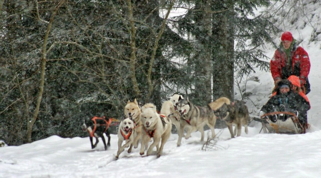 Zaprzęg husky w zimowym lesie w Małopolsce.