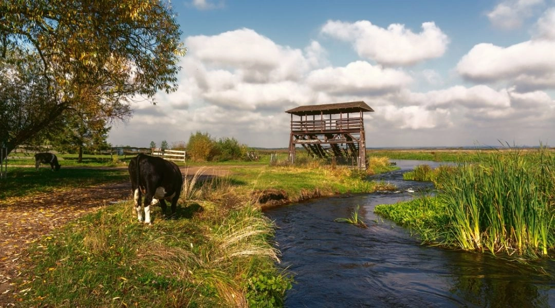 Rzeka i łąki w dolinie Narwi na Podlasiu z drewnianą wieżą widokową i pasącymi się krowami.
