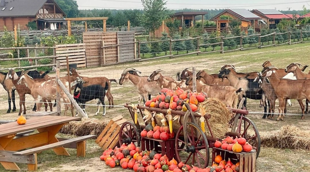 Stado kóz za ogrodzeniem, a przed nimi drewniany wóz udekorowany dyniami, słomą i kolbami kukurydzy.