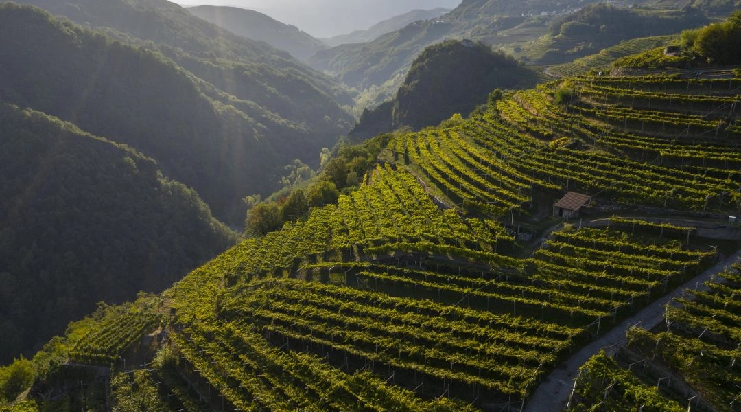 Tarasowe winnice w Val di Cembra w Trentino, położone na stromych zielonych zboczach nad doliną.