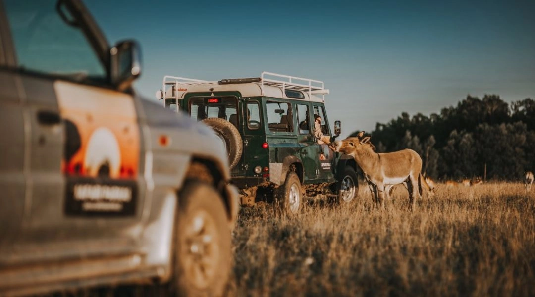 Safari na Litwie.