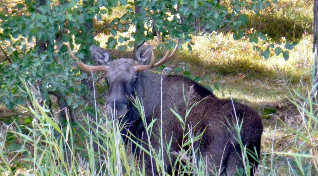 Łoś stojący wśród drzew i wysokich traw w lesie na terenie szwedzkiego archipelagu.