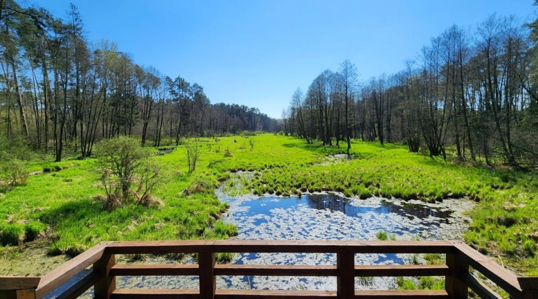 Wiosenny krajobraz Ogrodu Botanicznego PAN w Powsinie z łąką i pomostem