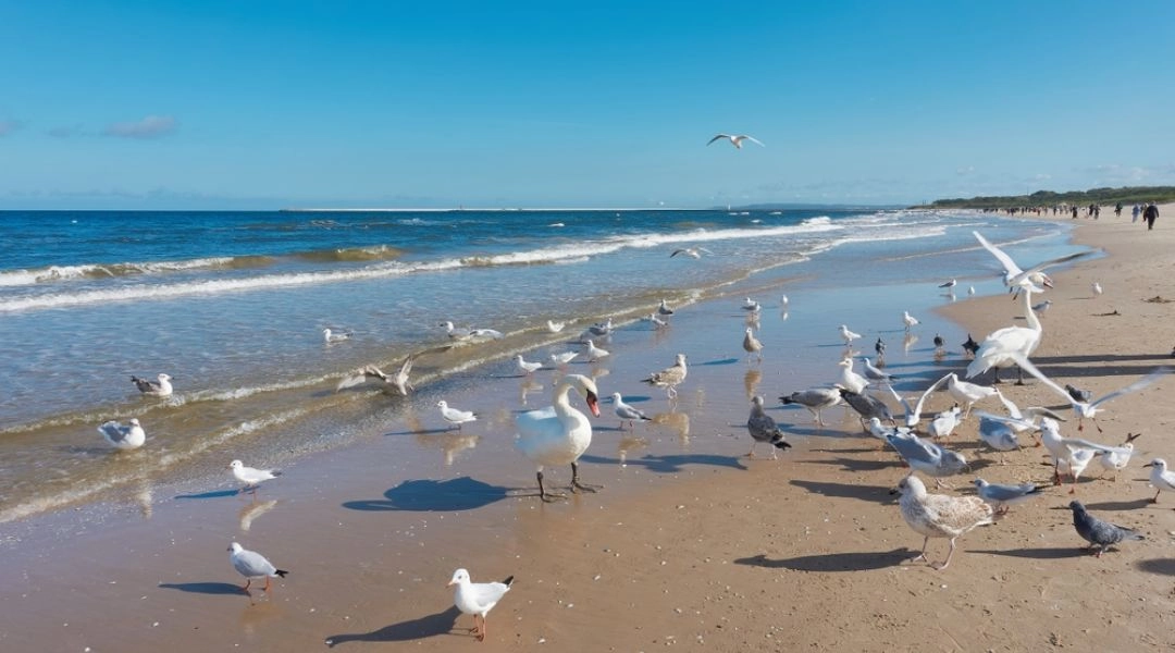 Plaża w Świnoujściu z mewami i łabędziem przy brzegu morza oraz spacerowiczami w oddali.