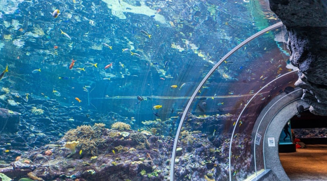 Widok z wnętrza szklanego tunelu w Orientarium ZOO Łódź. Tunel jest otoczony błękitną wodą pełną różnorodnych, małych i kolorowych ryb pływających wokół formacji skalnych i rafy koralowej. Światło przenika z góry przez taflę wody, tworząc refleksy. W odda