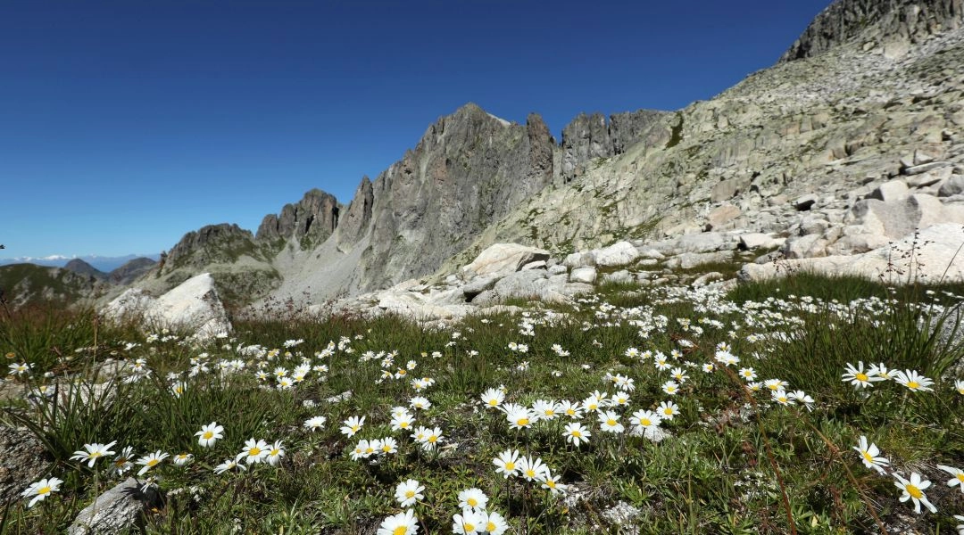 Białe kwiaty na alpejskiej łące w Trentino, za nimi kamieniste zbocza i skaliste górskie granie.