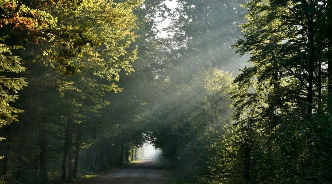 Leśna droga w Puszczy Białowieskiej o poranku, między wysokimi drzewami i smugami światła