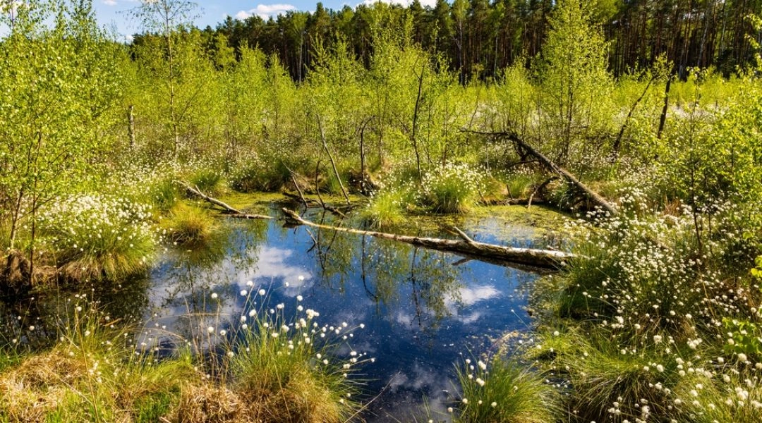 Las Kampinowski