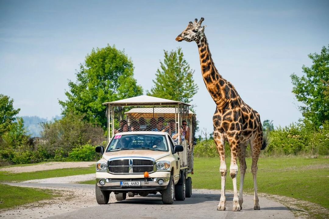 Czeskie safari