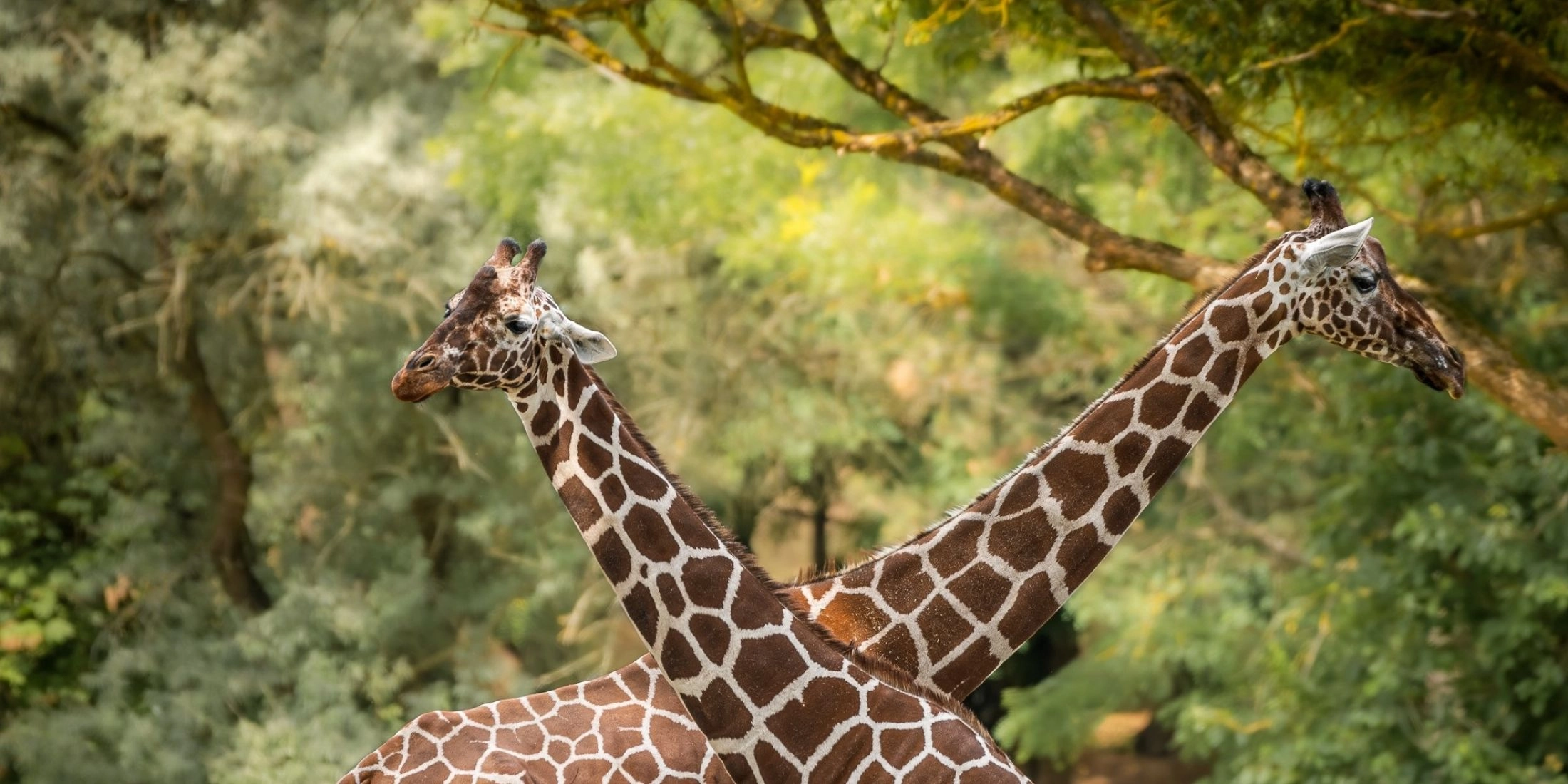 safari park czechy