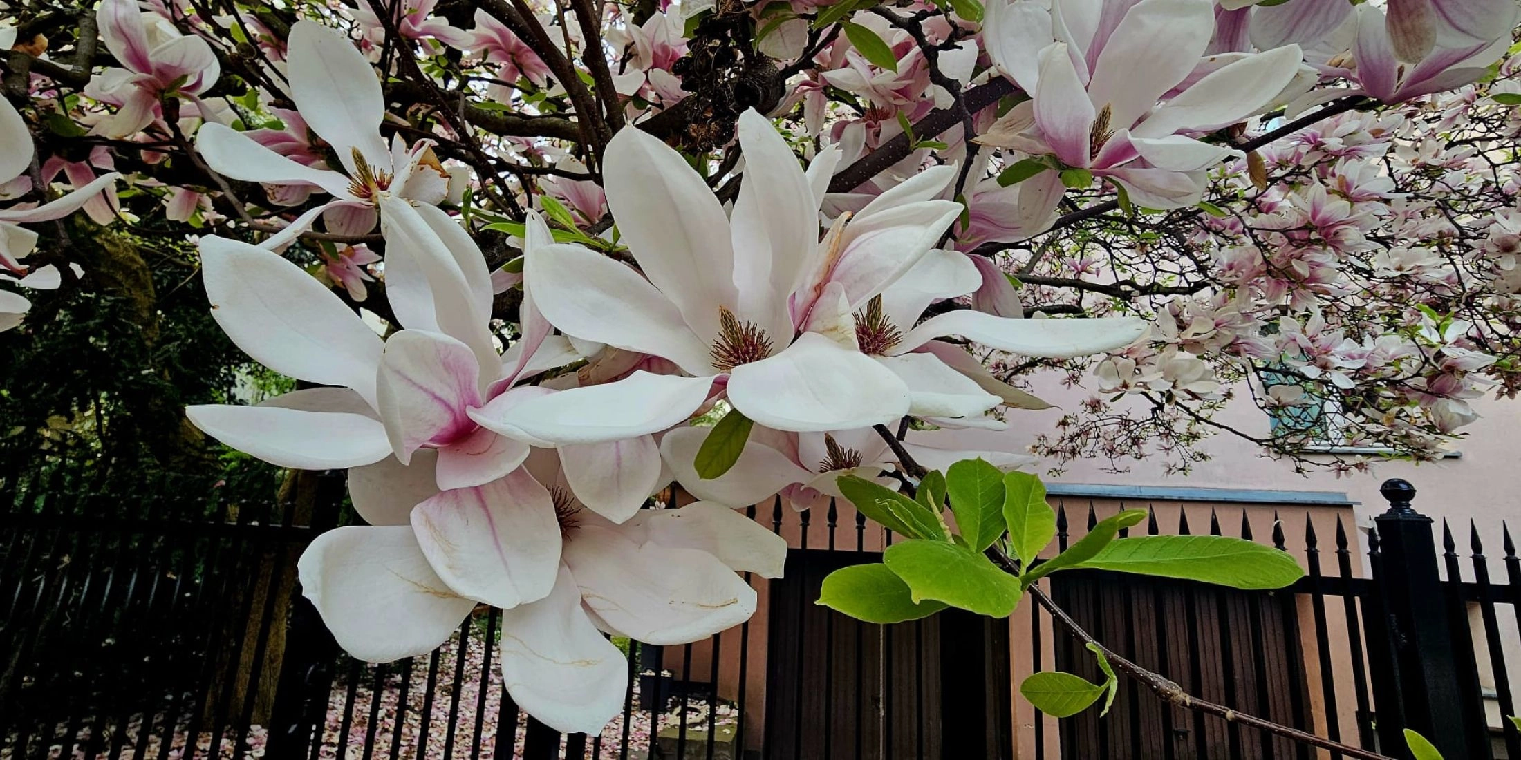 Kwitnące magnolie na Saskiej Kępie