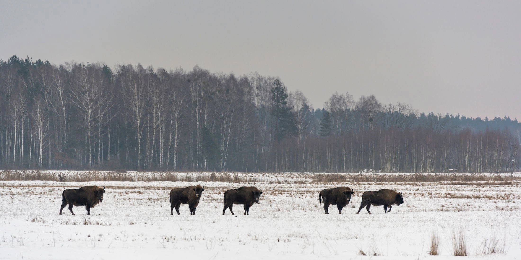 Puszcza Białowieska biegówki