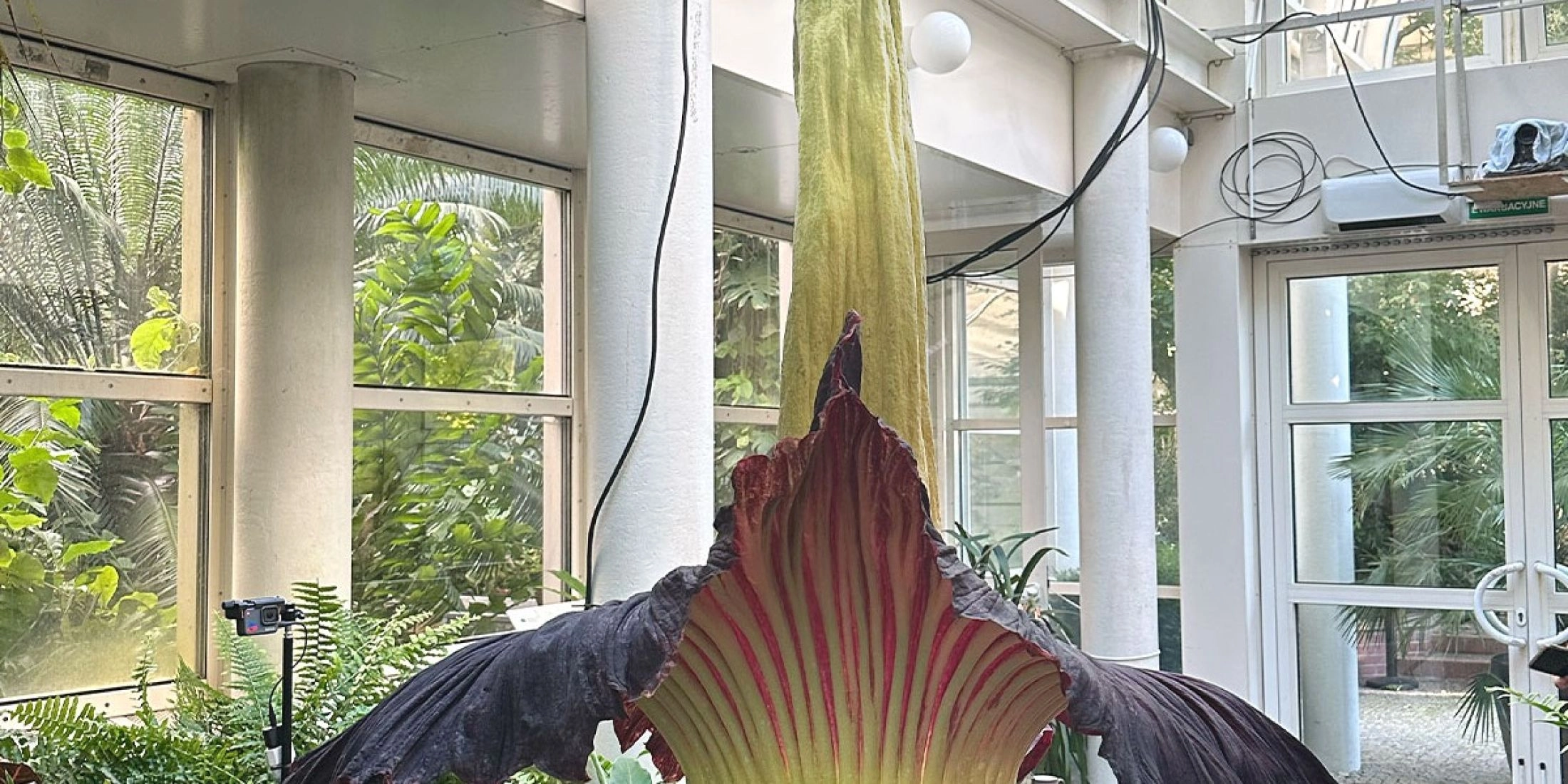 Dziwidło Ogród Botaniczny UW