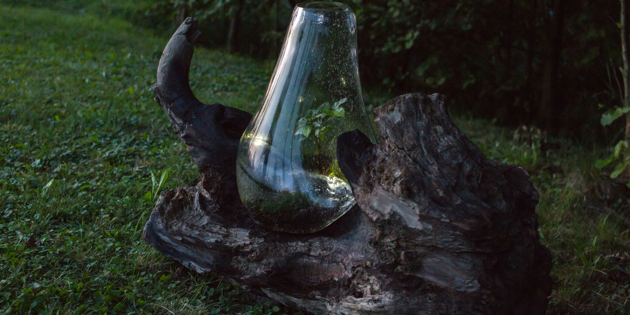 Forest Forever, czyli las zamknięty w butelce