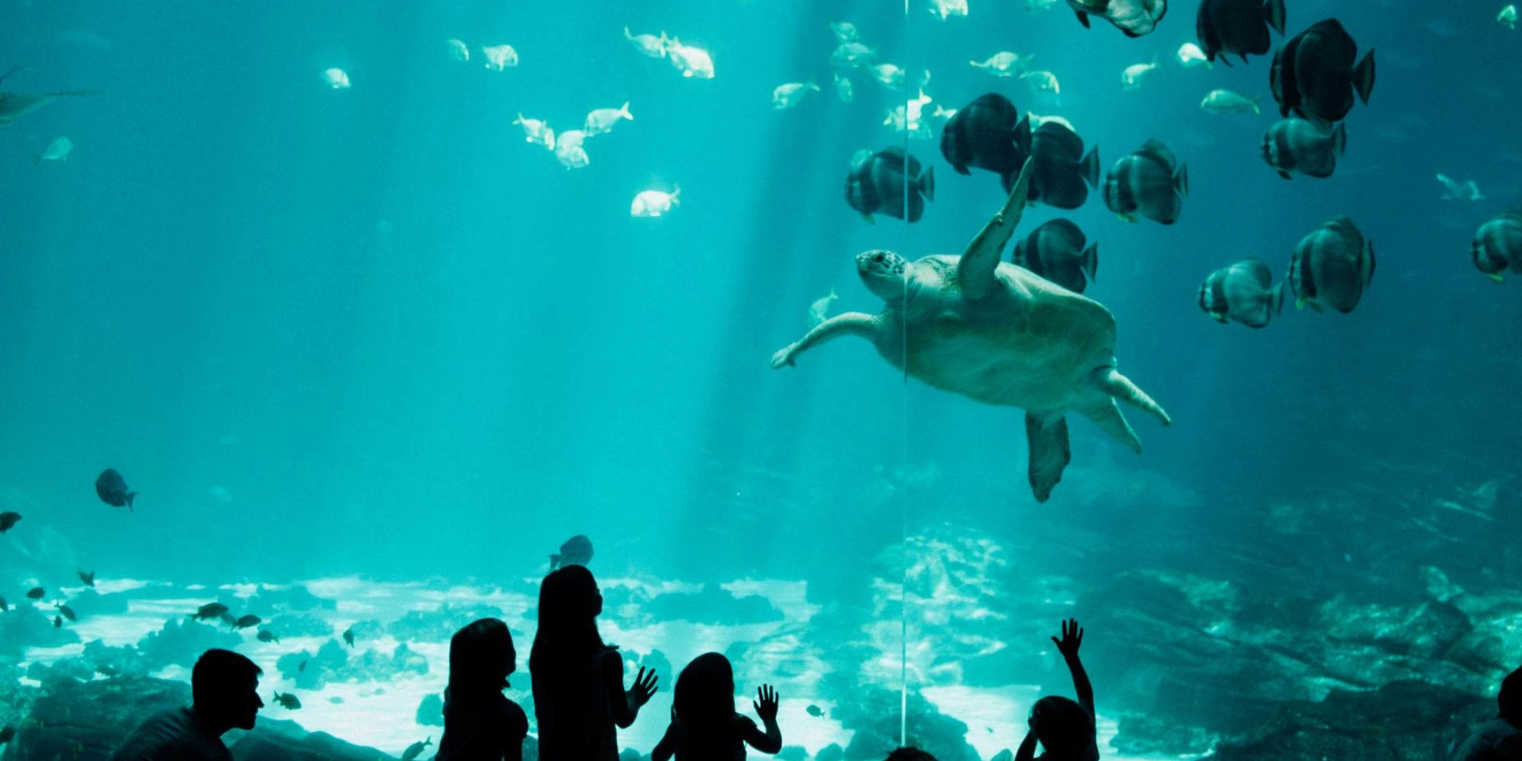 W Gdańsku powstanie oceanarium na miarę wrocławskiego Afrykarium