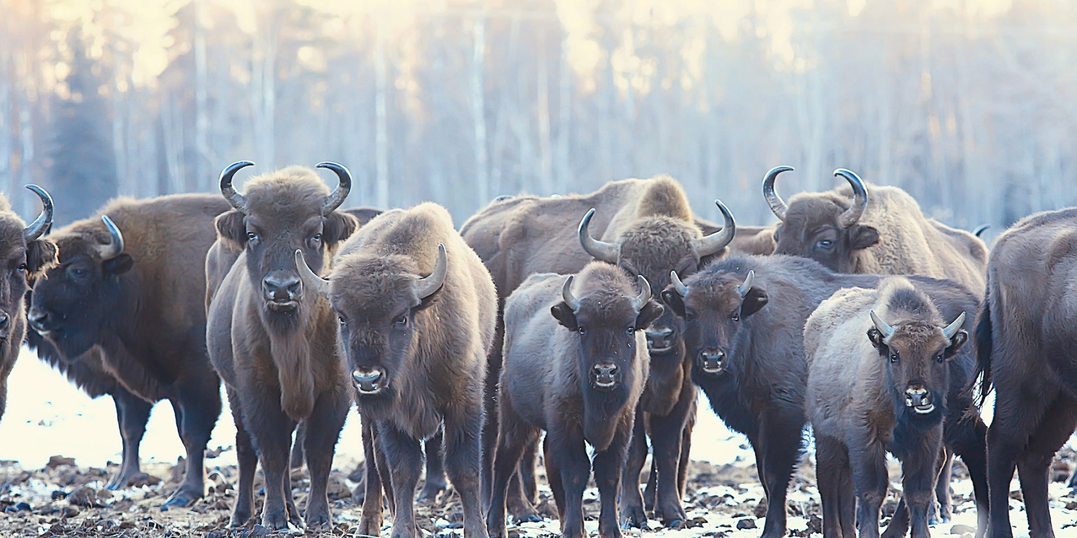 białowieża atrakcje