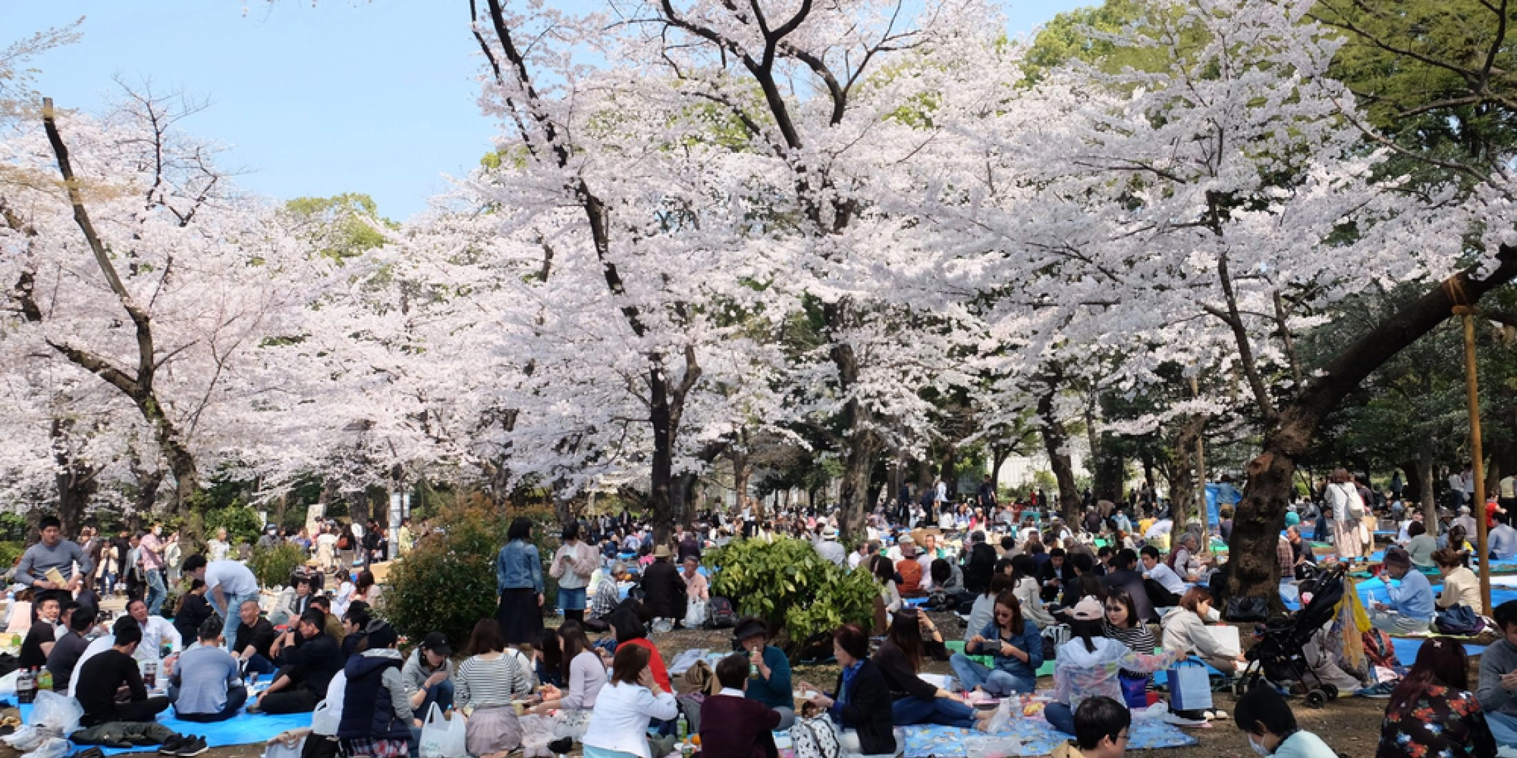 Hanami