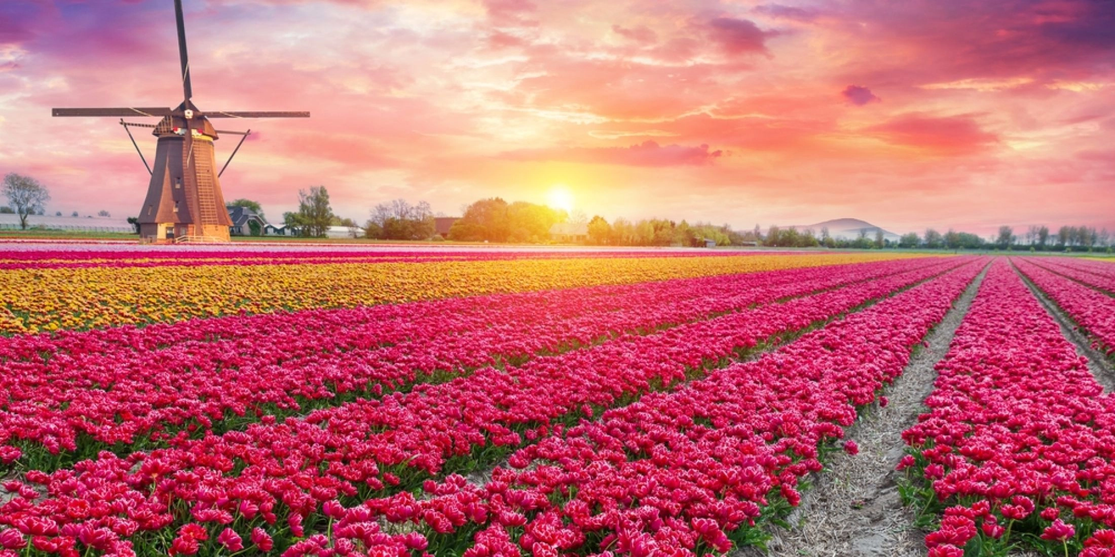 Festiwal Tulipanów Holandia 2025