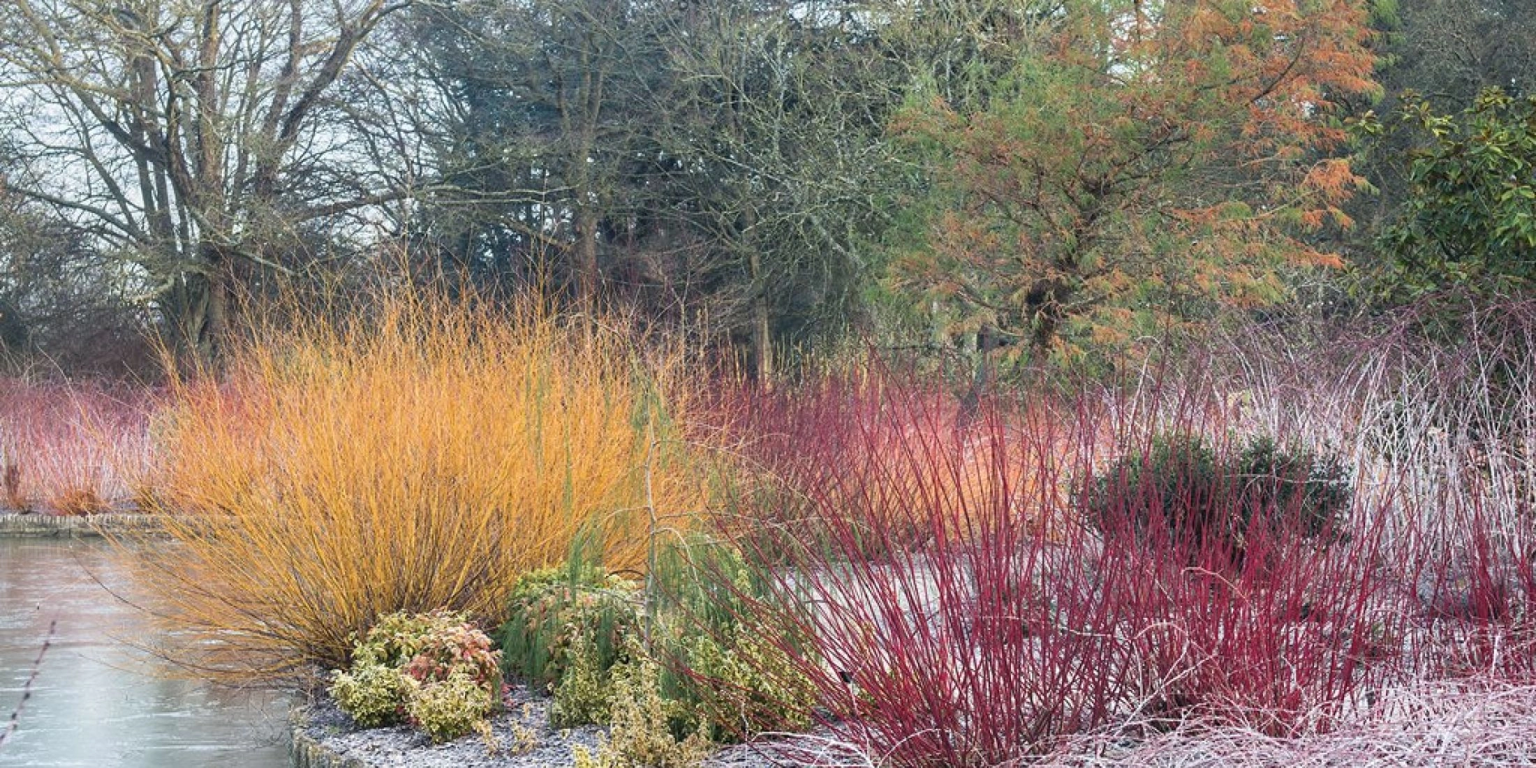 Zima w ogrodzie: Wisley pod Londynem