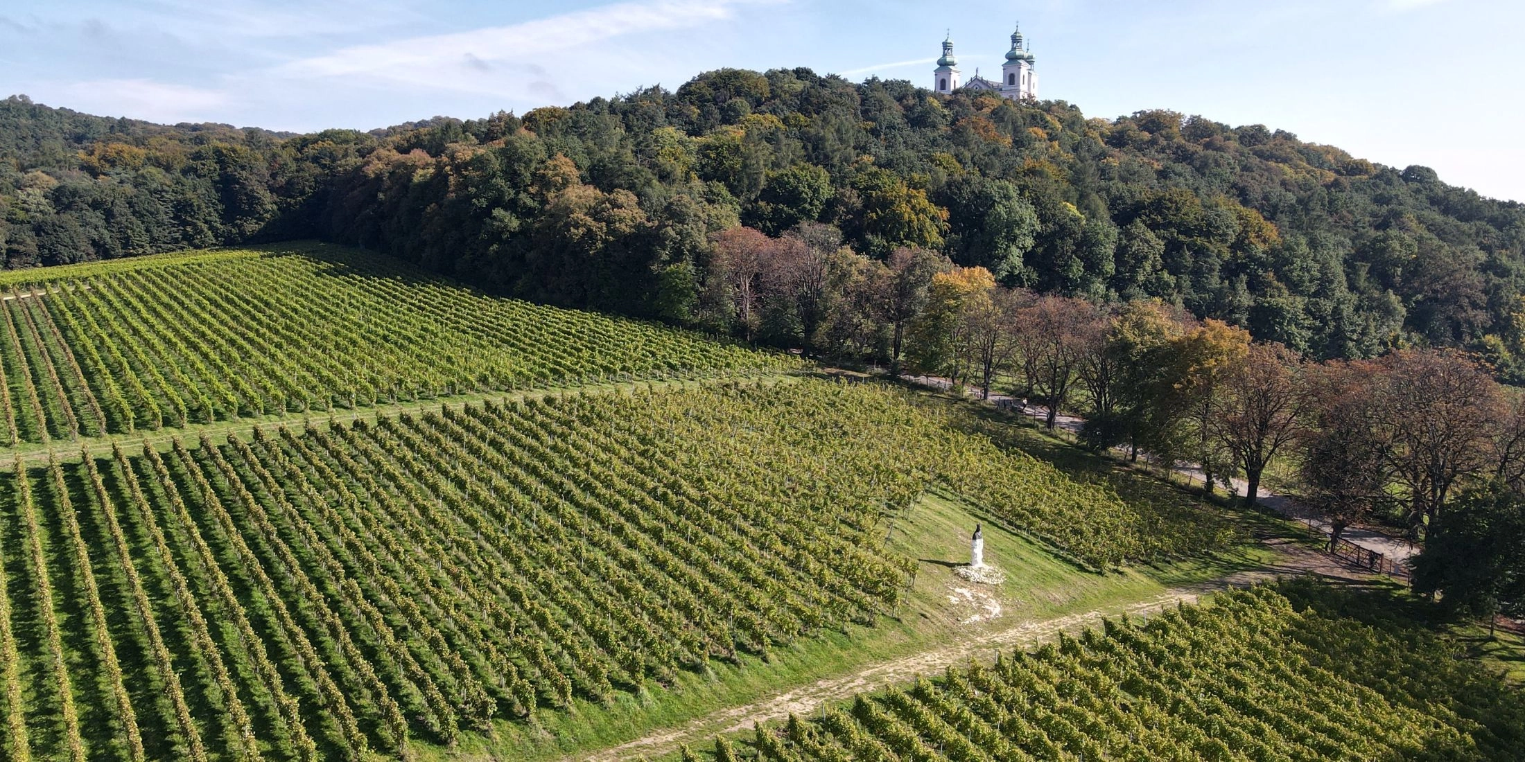 Winnica Srebrna Góra na zboczu u stóp klasztoru Kamedułów w Krakowie, rzędy winogron w tle klasztor