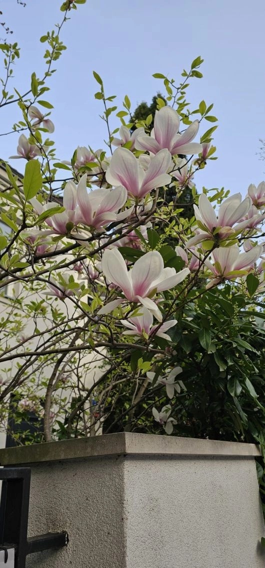 Kwitnące magnolie Saska Kępa