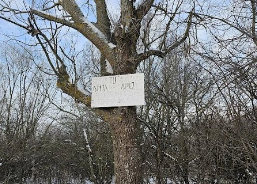 Nietypowe drzewo na Podlasiu z jedynym w języku polskim słowie na Ą.